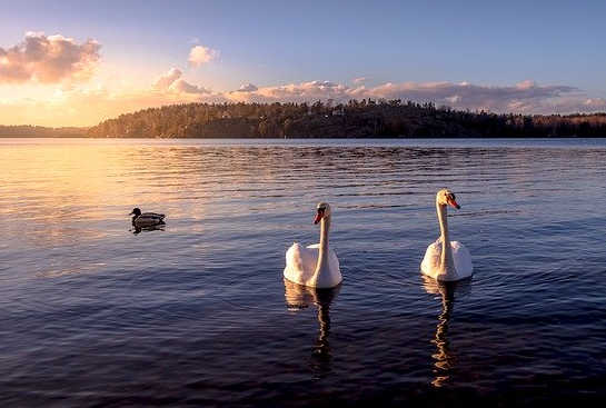 Reflection and Creativity: Silent Wisdom is Calling Reflection and Creativity: Silent Wisdom is Calling